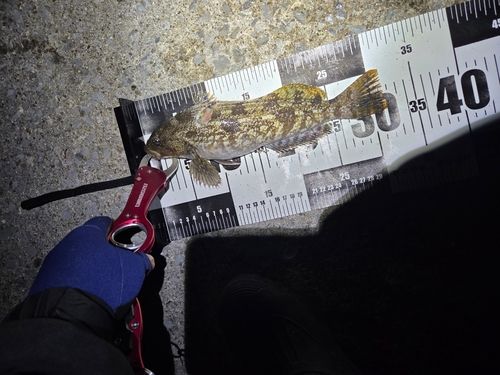 アイナメの釣果