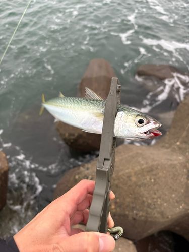 サバの釣果