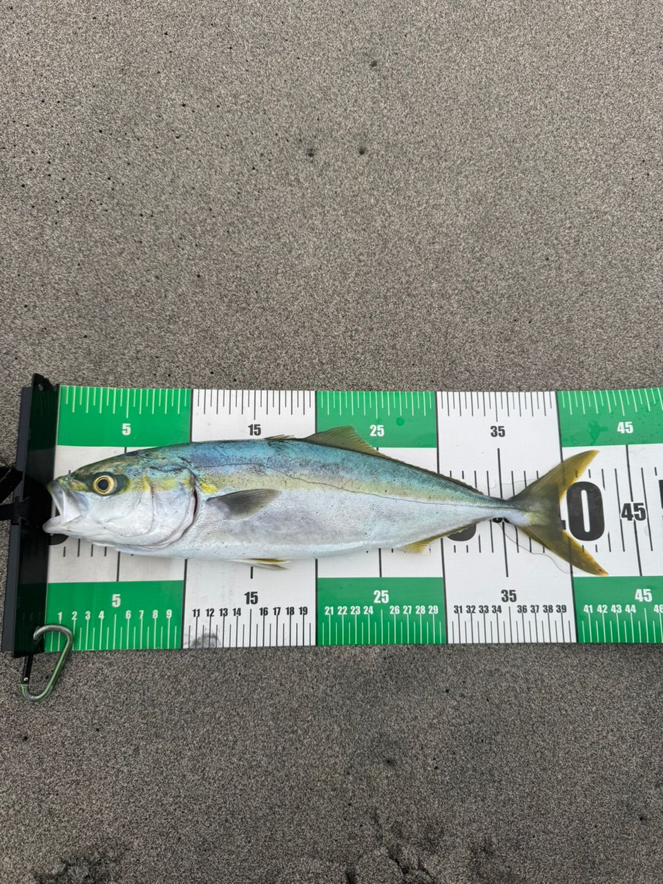 Jackson オーシャンゲート サーフ JOG-1112MH-K SFの最安値・インプレ