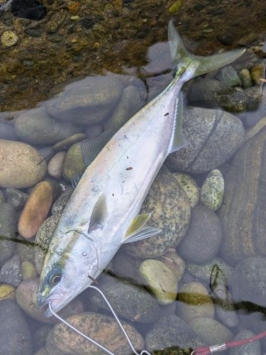 ツバイソの釣果