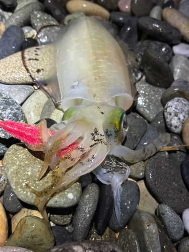 アオリイカの釣果