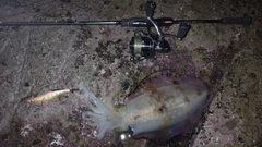 アオリイカの釣果