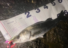 フッコ（マルスズキ）の釣果