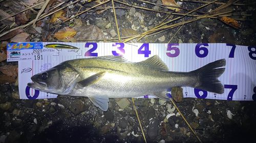 シーバスの釣果