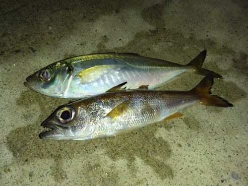 金沢水際線緑地（福浦岸壁）