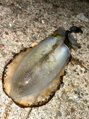アオリイカの釣果