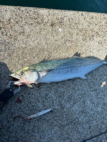 サゴシの釣果