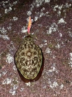 モンゴウイカの釣果