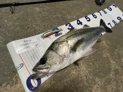 シーバスの釣果