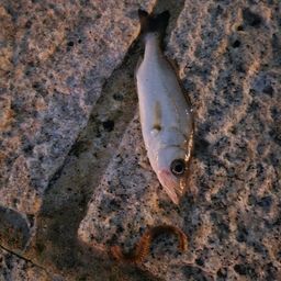 セイゴ（マルスズキ）