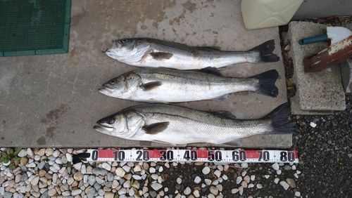 シーバスの釣果