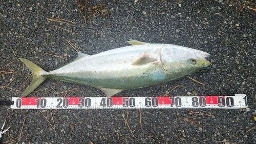 周防大島（屋代島）