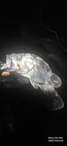 クロソイの釣果