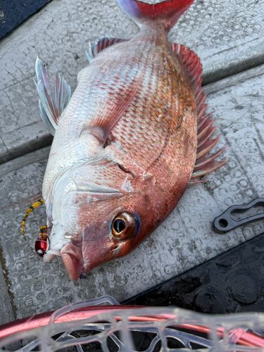 マダイの釣果