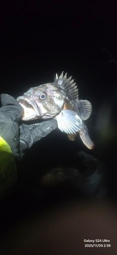 クロソイの釣果