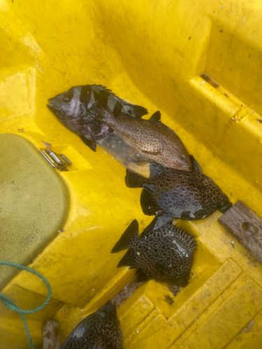 イシガキダイの釣果