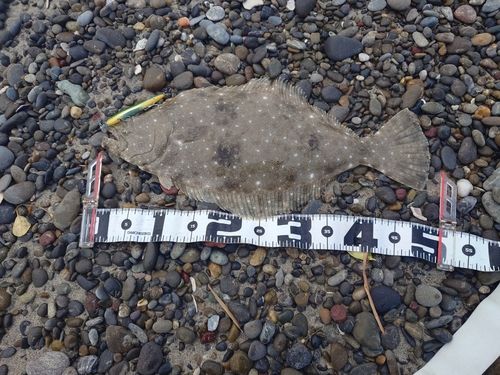 ヒラメの釣果