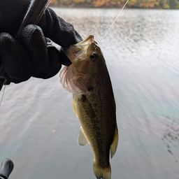 ラージマウスバス