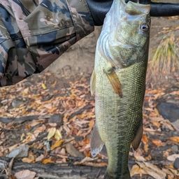 ラージマウスバス