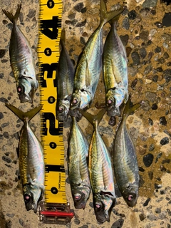 マアジの釣果