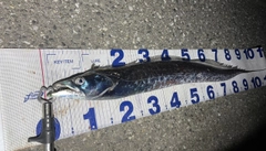 タチウオの釣果