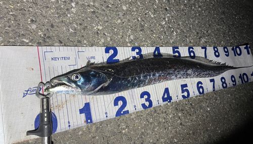 タチウオの釣果