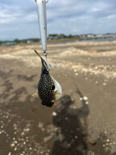 フグの釣果