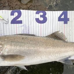 フッコ（マルスズキ）