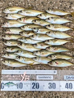 マアジの釣果