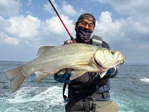 ヒラスズキの釣果