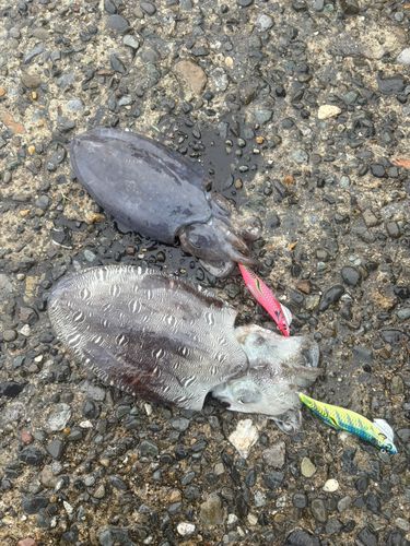 モンゴウイカの釣果