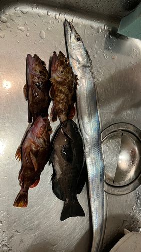 タチウオの釣果