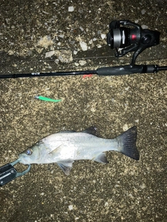 セイゴ（マルスズキ）の釣果
