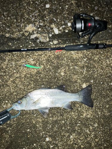 セイゴ（マルスズキ）の釣果