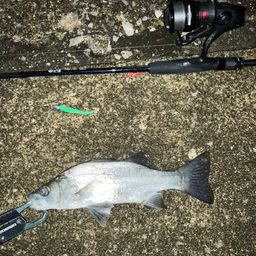 セイゴ（マルスズキ）