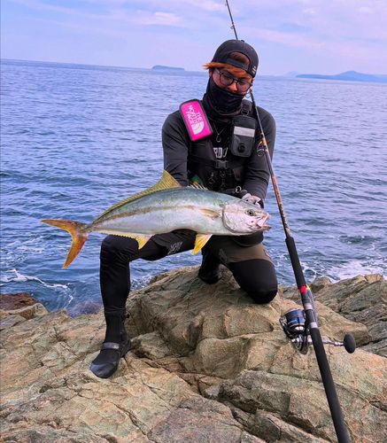 ヒラマサの釣果