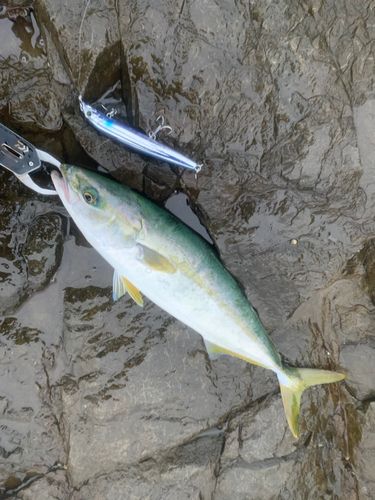 ヒラスズキの釣果