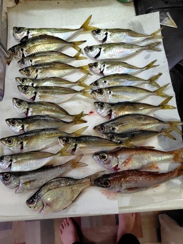 アジの釣果