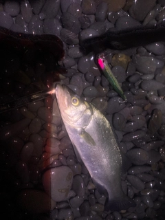 ヒラスズキの釣果