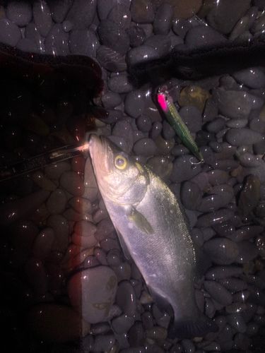 ヒラスズキの釣果