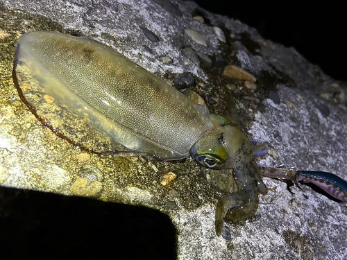 アオリイカの釣果
