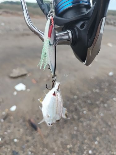 ヒイラギの釣果