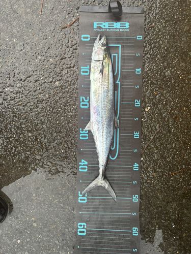 サゴシの釣果