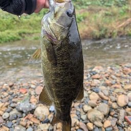 スモールマウスバス