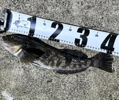 アブラコの釣果