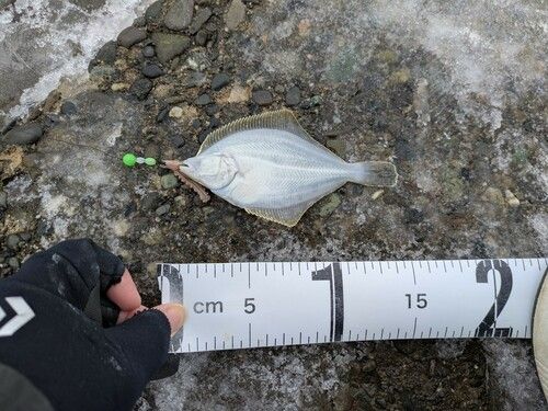 イシガレイの釣果