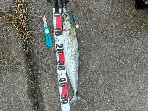 サゴシの釣果
