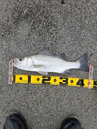 ヒラスズキの釣果