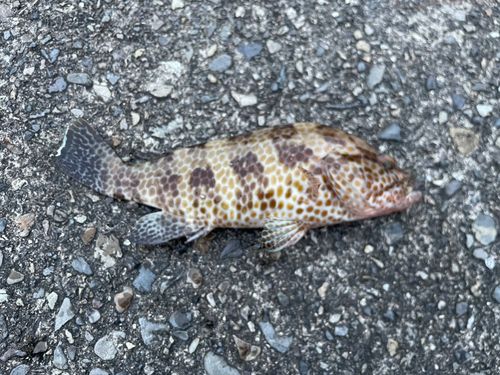 オオモンハタの釣果