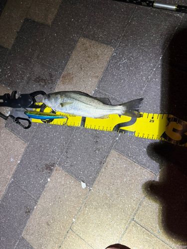 レインボーブリッジ付近